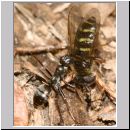 Formica -Serviformica- cf fusca - Dunkle Sklavenameise 02 9mm - mit Dasysyrphus-Schwebfliege.jpg